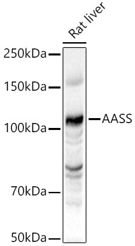 Western blot analysis of Rat liver using AASS Polyclonal Antibody at 1:1000 dilution.