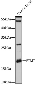 Western blot analysis of extracts of Mouse testis using FTMT Polyclonal Antibody at 1:3000 dilution.