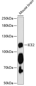 Western blot analysis of extracts of mouse brain using ICE2 Polyclonal Antibody at 1:3000 dilution.