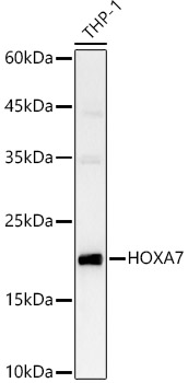 Western blot analysis of THP-1 using HOXA7 Polyclonal Antibody at 1:800 dilution.