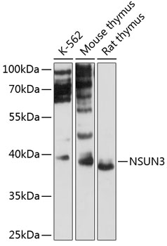 Western blot analysis of extracts of various cell lines using NSUN3 Polyclonal Antibody at 1:3000 dilution.