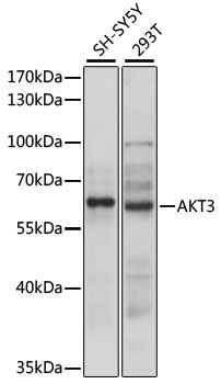 Western blot analysis of extracts of various cell lines using AKT3 Polyclonal Antibody at 1:3000 dilution.