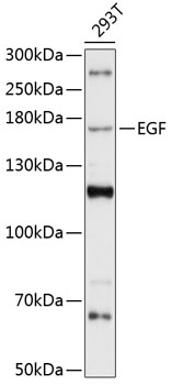 Western blot analysis of extracts of 293T cells using EGF Polyclonal Antibody at 1:3000 dilution.