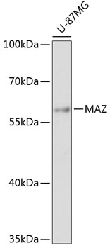 Western blot analysis of extracts of U-87MG cells using MAZ Polyclonal Antibody at 1:3000 dilution.