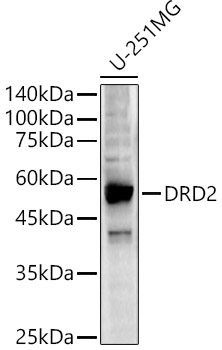 Western blot analysis of U-251MG using DRD2 Polyclonal Antibody at 1:400 dilution.