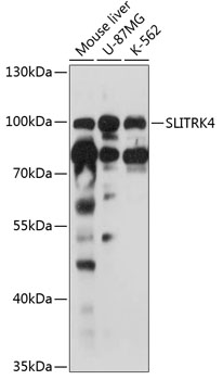 Western blot analysis of extracts of various cell lines using SLITRK4 Polyclonal Antibody at 1:3000 dilution.