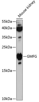 Western blot analysis of extracts of mouse kidney using GMFG Polyclonal Antibody at 1:3000 dilution.