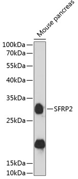 Western blot analysis of extracts of mouse pancreas using SFRP2 Polyclonal Antibody at 1:3000 dilution.