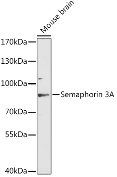 Western blot analysis of extracts of mouse brain using Semaphorin 3A Polyclonal Antibody at 1:3000 dilution.