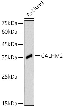 Western blot analysis of Rat lung using CALHM2 Polyclonal Antibody at 1:500 dilution.