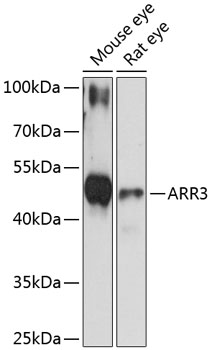 Western blot analysis of extracts of various cell lines using ARR3 Polyclonal Antibody at 1:3000 dilution.