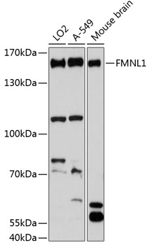 Western blot analysis of extracts of various cell lines using FMNL1 Polyclonal Antibody at 1:3000 dilution.