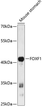 Western blot analysis of extracts of mouse stomach using FOXF1 Polyclonal Antibody at 1:3000 dilution.