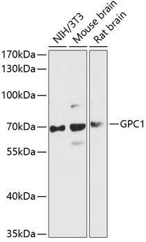 Western blot analysis of extracts of various cell lines using GPC1 Polyclonal Antibody at 1:3000 dilution.