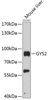 Western blot analysis of extracts of mouse liver using GYS2 Polyclonal Antibody at 1:3000 dilution.