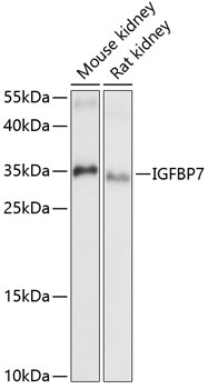 Western blot analysis of extracts of various cell lines using IGFBP7 Polyclonal Antibody at 1:1000 dilution.