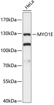 Western blot analysis of extracts of HeLa cells using MYO1E Polyclonal Antibody at 1:3000 dilution.