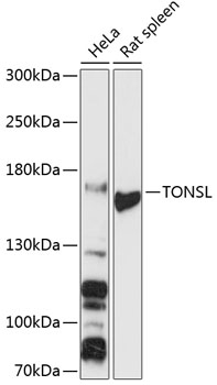 Western blot analysis of extracts of various cell lines using TONSL Polyclonal Antibody at 1:3000 dilution.