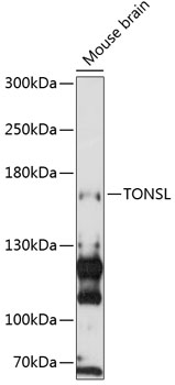 Western blot analysis of extracts of mouse brain using TONSL Polyclonal Antibody at 1:3000 dilution.