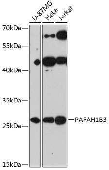 Western blot analysis of extracts of various cell lines using PAFAH1B3 Polyclonal Antibody at 1:3000 dilution.