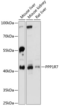 Western blot analysis of extracts of various cell lines using PPP1R7 Polyclonal Antibody at 1:3000 dilution.