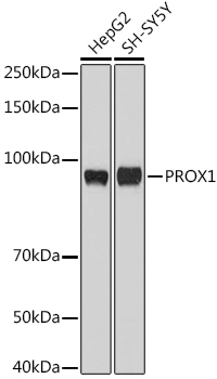 Western blot analysis of extracts of various cell lines using PROX1 Polyclonal Antibody at 1:1000 dilution.