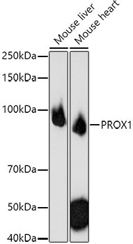 Western blot analysis of extracts of various cell lines using PROX1 Polyclonal Antibody at 1:1000 dilution.