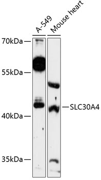 Western blot analysis of extracts of various cell lines using SLC30A4 Polyclonal Antibody at 1:3000 dilution.