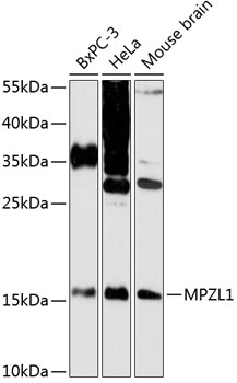 Western blot analysis of extracts of various cell lines using MPZL1 Polyclonal Antibody at 1:3000 dilution.