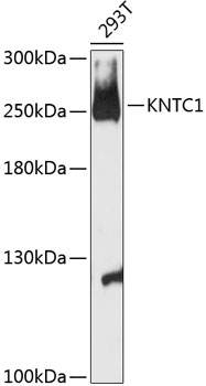 Western blot analysis of extracts of 293T cells using KNTC1 Polyclonal Antibody at 1:3000 dilution.