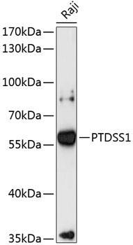 Western blot analysis of extracts of Raji cells using PTDSS1 Polyclonal Antibody at 1:3000 dilution.