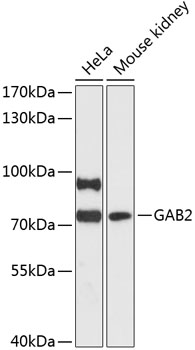 Western blot analysis of extracts of various cell lines using GAB2 Polyclonal Antibody at 1:3000 dilution.