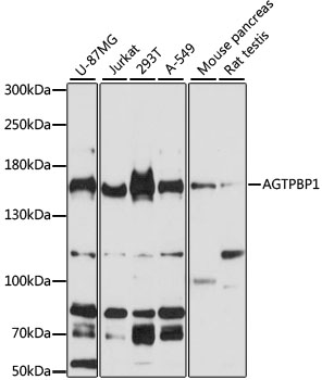 Western blot analysis of extracts of various cell lines using AGTPBP1 Polyclonal Antibody at 1:3000 dilution.