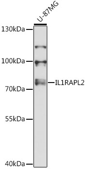 Western blot analysis of extracts of U-87MG cells using IL1RAPL2 Polyclonal Antibody at 1:3000 dilution.