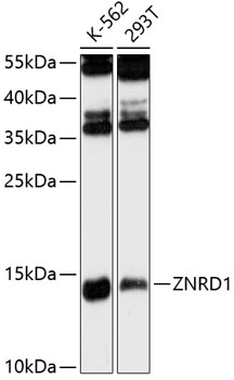 Western blot analysis of extracts of various cell lines using ZNRD1 Polyclonal Antibody at 1:3000 dilution.