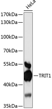 Western blot analysis of extracts of HeLa cells using TRIT1 Polyclonal Antibody at 1:3000 dilution.