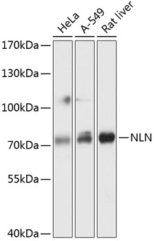 Western blot analysis of extracts of various cell lines using NLN Polyclonal Antibody at 1:3000 dilution.