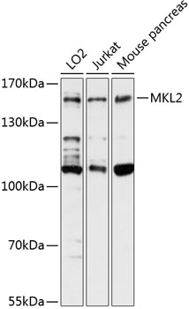 Western blot analysis of extracts of various cell lines using MKL2 Polyclonal Antibody at 1:3000 dilution.