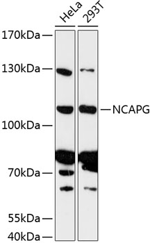 Western blot analysis of extracts of various cell lines using NCAPG Polyclonal Antibody at 1:3000 dilution.