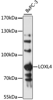 Western blot analysis of extracts of BxPC-3 cells using LOXL4 Polyclonal Antibody at 1:3000 dilution.