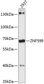 Western blot analysis of extracts of 293T cells using ZNF599 Polyclonal Antibody at 1:3000 dilution.