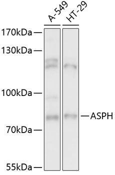 Western blot analysis of extracts of various cell lines using ASPH Polyclonal Antibody at 1:3000 dilution.