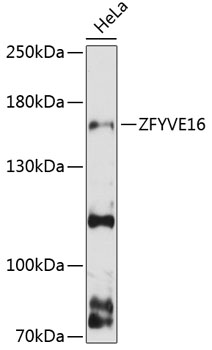 Western blot analysis of extracts of HeLa cells using ZFYVE16 Polyclonal Antibody at 1:3000 dilution.