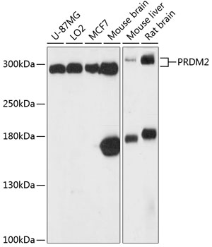 Western blot analysis of extracts of various cell lines using PRDM2 Polyclonal Antibody at 1:3000 dilution.