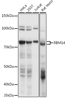 Western blot analysis of extracts of various cell lines using RBM14 Polyclonal Antibody at 1:1000 dilution.