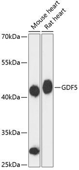 Western blot analysis of extracts of various cell lines using GDF5 Polyclonal Antibody at 1:3000 dilution.