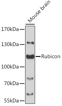 Western blot analysis of extracts of mouse brain using Rubicon Polyclonal Antibody at 1:3000 dilution.