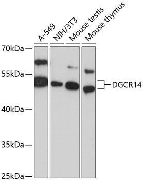 Western blot analysis of extracts of various cell lines using DGCR14 Polyclonal Antibody at 1:3000 dilution.