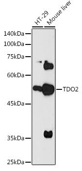 Western blot analysis of extracts of various cell lines using TDO2 Polyclonal Antibody at 1:1000 dilution.