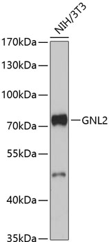 Western blot analysis of extracts of NIH/3T3 cells using GNL2 Polyclonal Antibody at 1:3000 dilution.